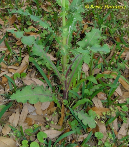 {Sonchus asper}